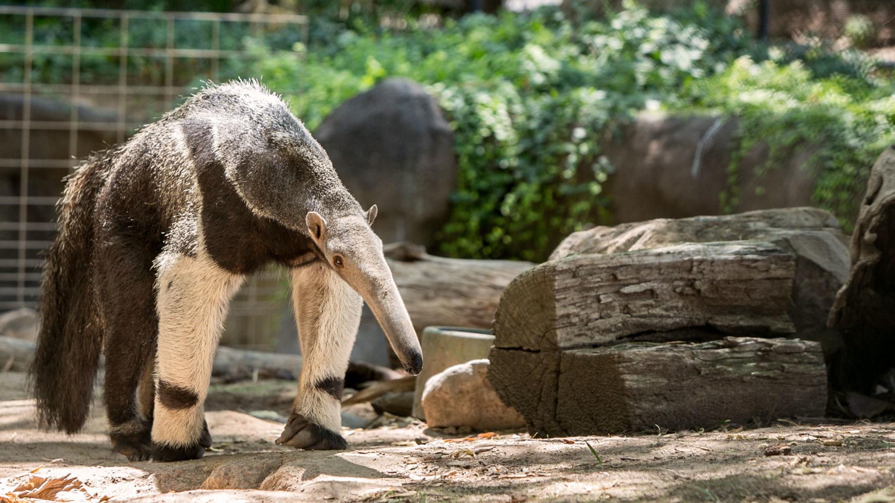 July 4th deals: Tucson's Reid Park Zoo offering free admission to military